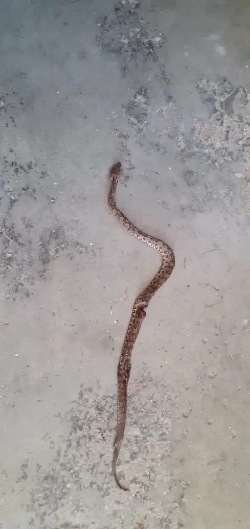 Joven en peligro tras ser mordido por una serpiente en La Paz