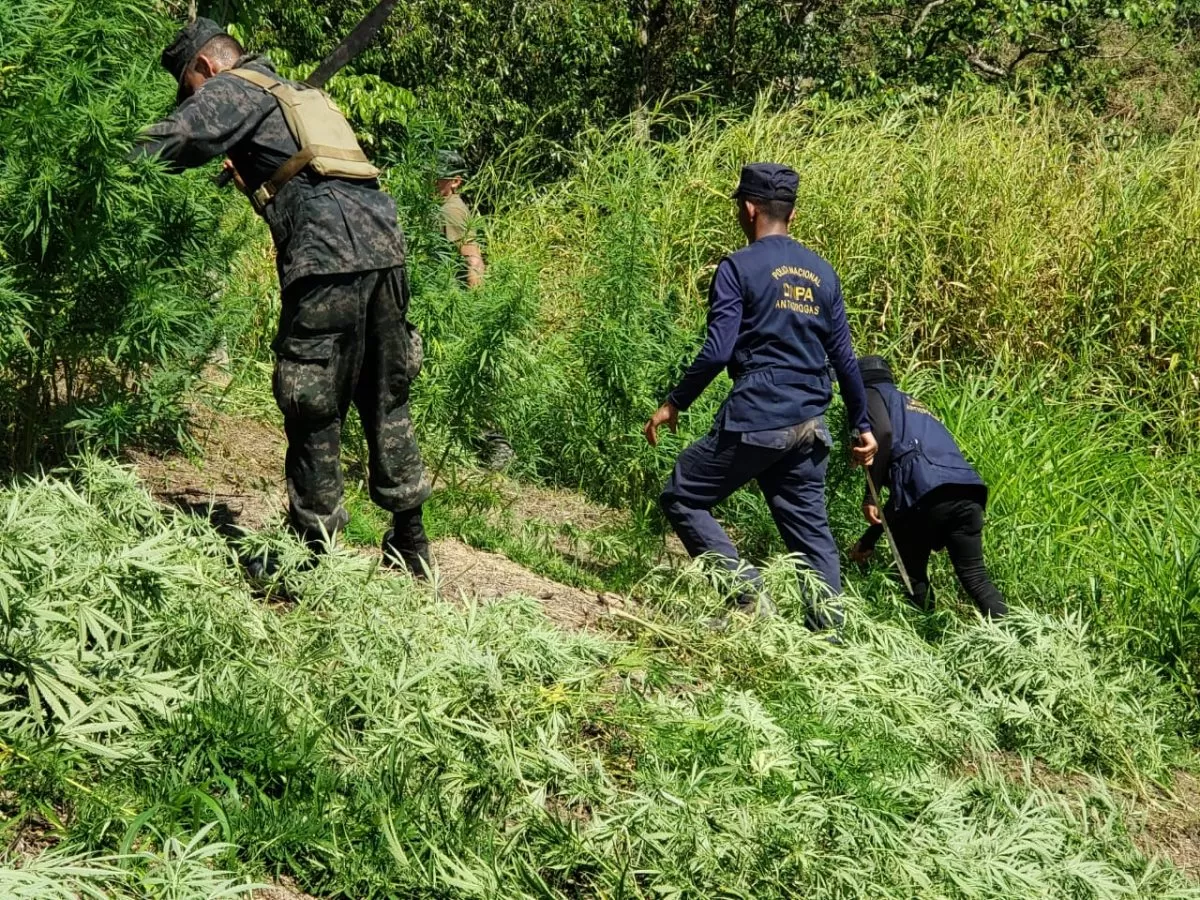 La Policía Nacional: Erradicación y Destrucción de Cultivos ilícitos de Marihuana