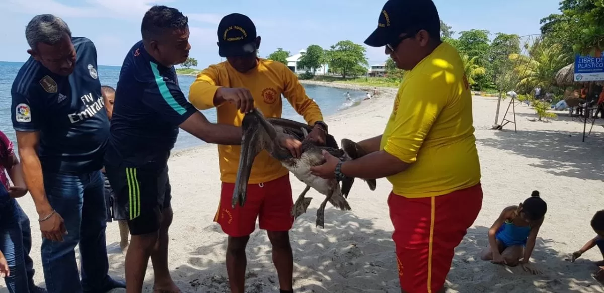 Realizan rescate de un pelicano en el puerto de Malecon de La Ceiba
