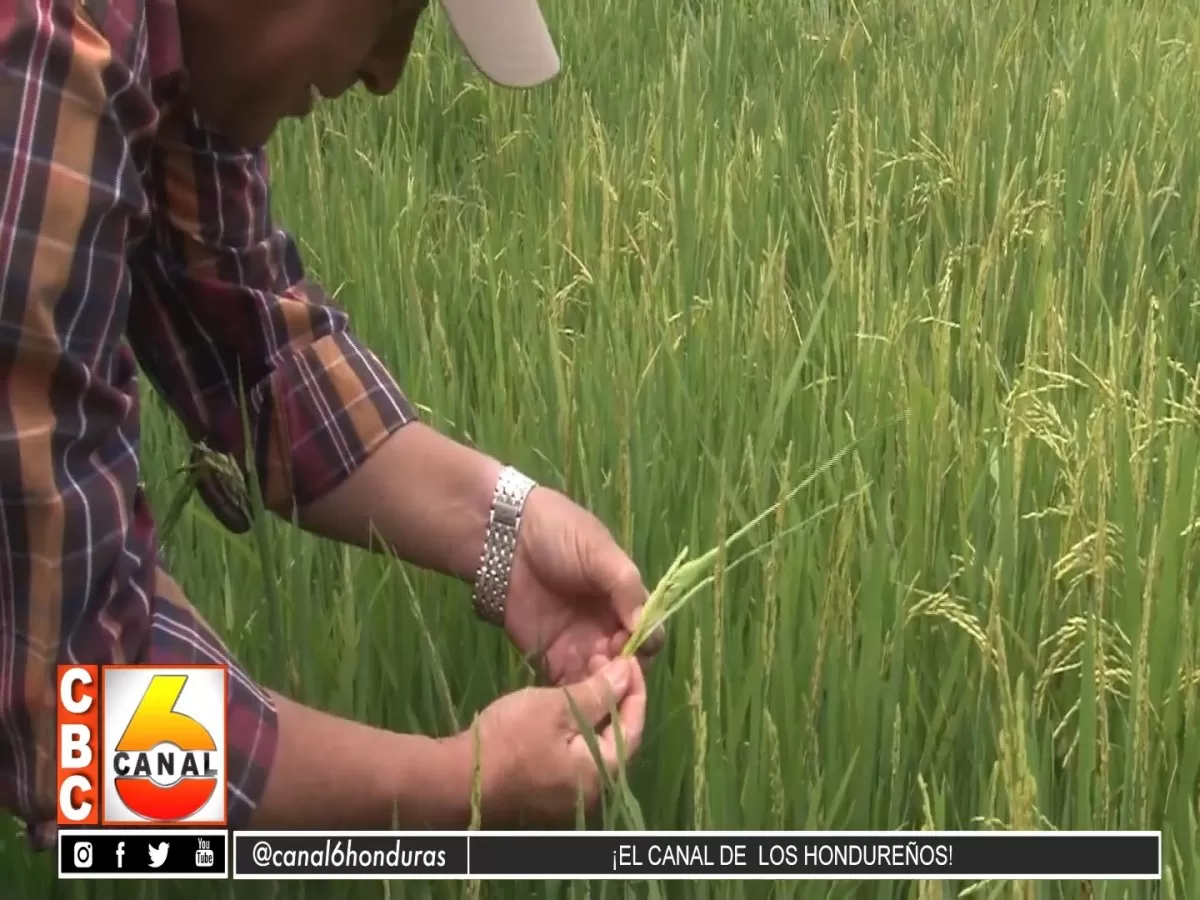Productores de arroz y maíz preocupados por bajo arancel de importación