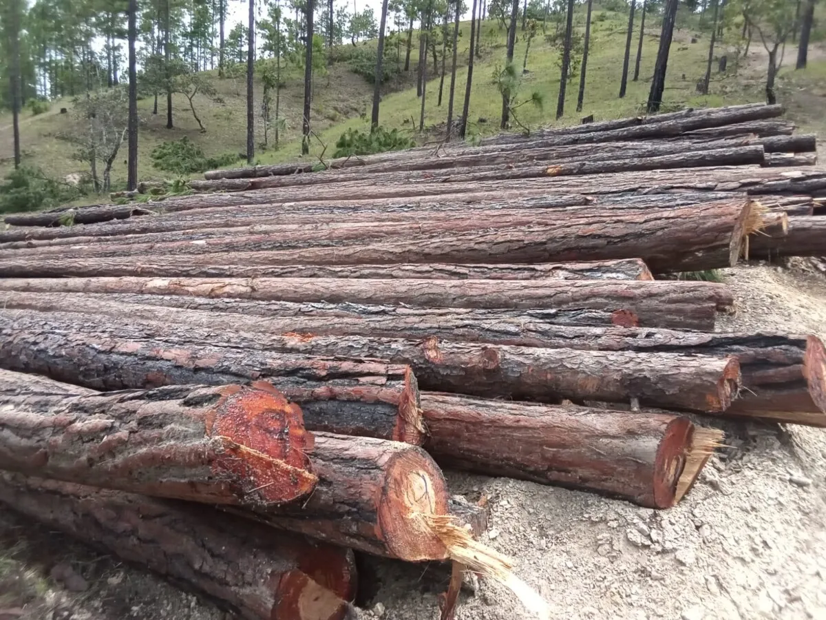 Importante decomiso de aprovechamiento ilegal de madera realizan en Guaimaca 01